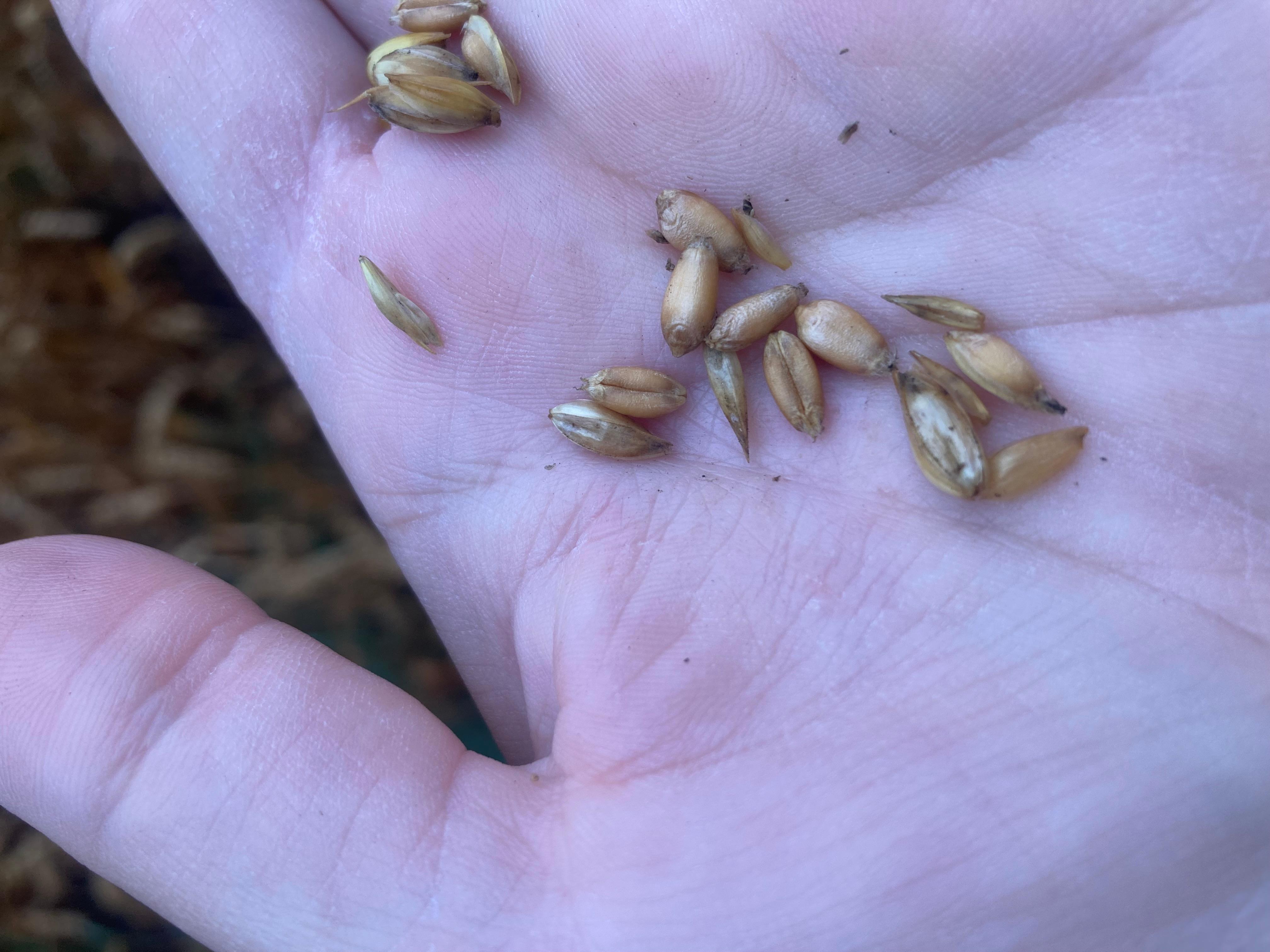 A human hand holding a few wheat kernels. 
